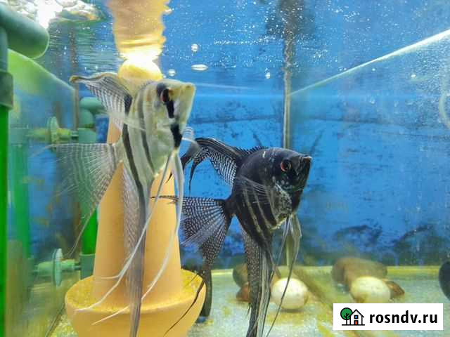 Рыбки скалярии вуалевые Пенза - изображение 1