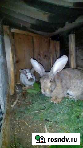 Кролик Новощербиновская - изображение 1