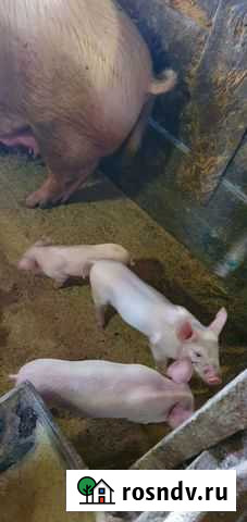 Продажа поросят Вятские Поляны - изображение 1