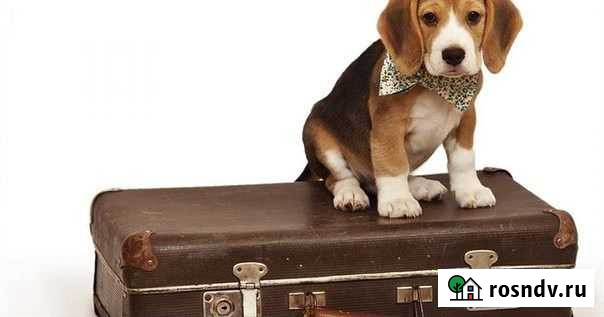 Передержка Усть-Илимск - изображение 1