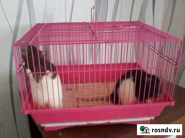 Клетка Минусинск - изображение 1