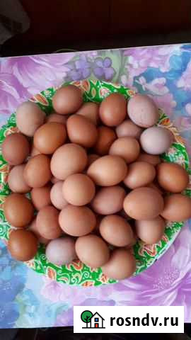 Яйцо куриное домашнее Рубцовск - изображение 1
