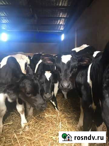 В наличии бычки Орловский - изображение 1