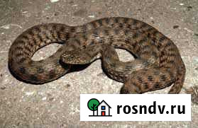 Уж водяной (Natrix tessellata) Островной - изображение 1