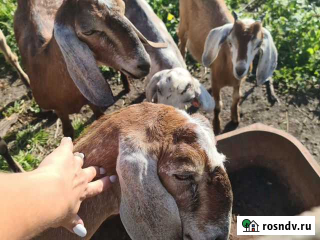 Нубийка 98 покрытые Белово - изображение 1