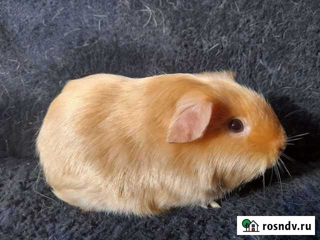 Морские свинки Уфа - изображение 1