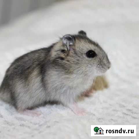 Джунгарский хомяк ласковый мальчик Магнитогорск - изображение 1