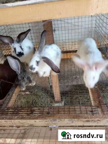 Кролики Валуйки - изображение 1