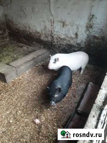 Вьетнамские поросята Армавир - изображение 1