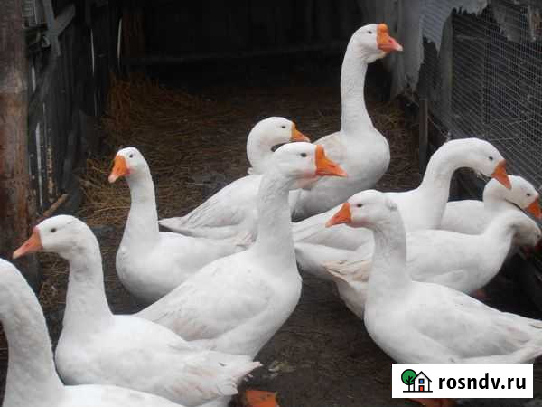 Гуси Аксай - изображение 1