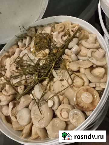 Белый Груздь Хабаровск - изображение 1