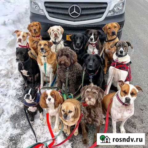 Выгул собак Владимир - изображение 1