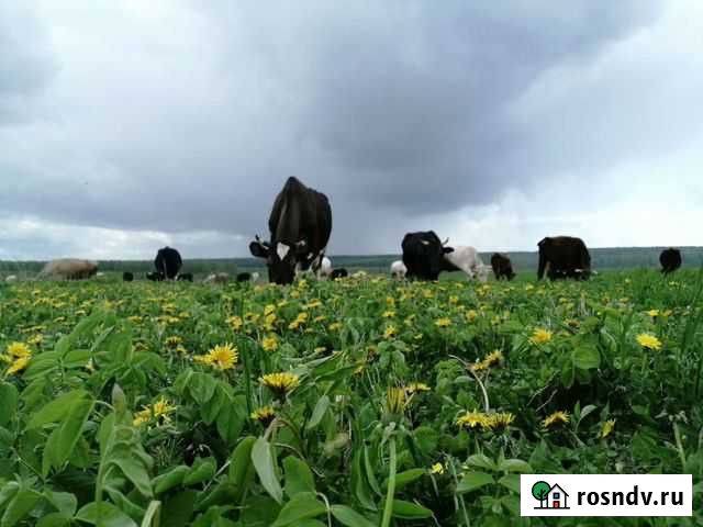 Коровы и нетели Ковров - изображение 1