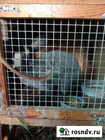 Крольчиха Калифорния 8 мес Бийск - изображение 1