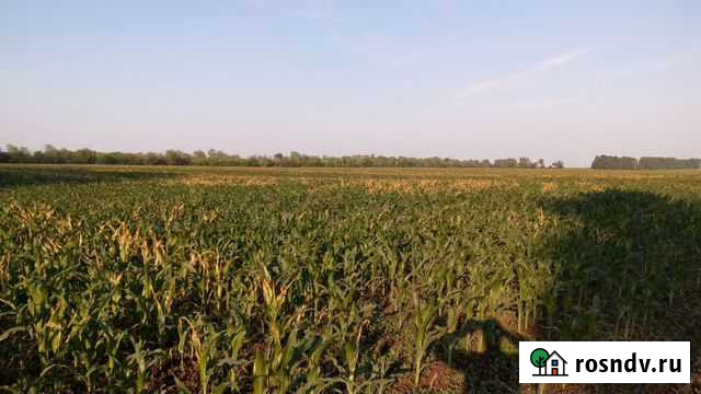 Бык и две телки Аркадак - изображение 1