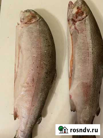 Форель карельская Вербилки - изображение 1