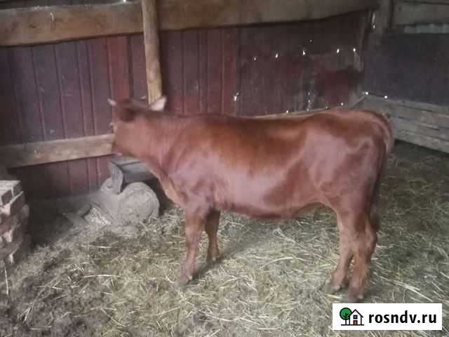 Тёлка 9 месяцев Новосергиевка - изображение 1