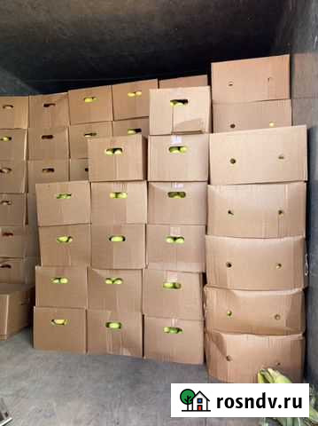 Яблоки Воронеж - изображение 1