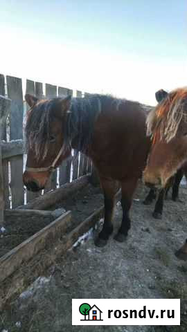 Лошадь Акъяр - изображение 1