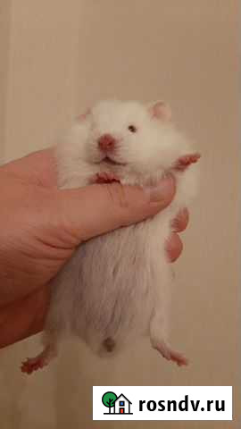 Сирийский хомяк Голландская линия разведения Пермь - изображение 1