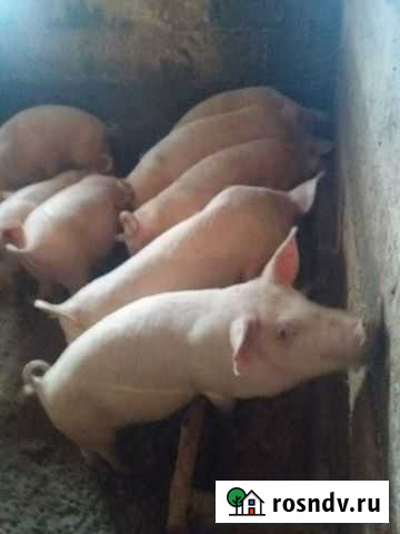 Поросята Иркутск - изображение 1