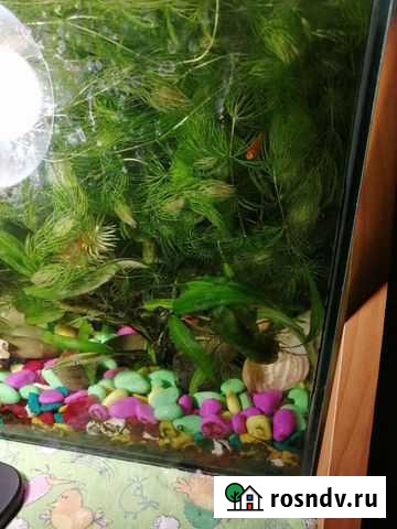 Аквариумные растения Камышин - изображение 1
