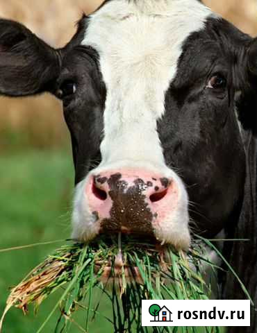 Пульсатор Белореченск - изображение 1