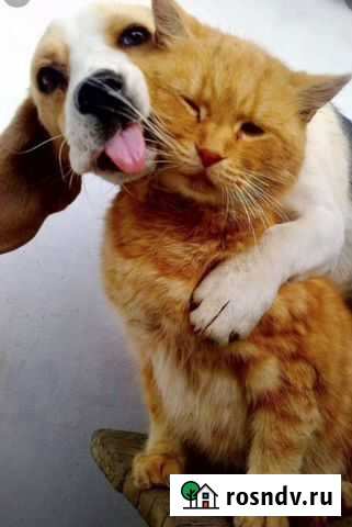 Ветеринар выезд на дом Челябинск - изображение 1