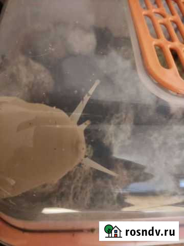 Улитки Ахатины Калининград - изображение 1