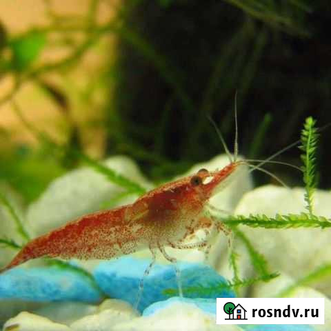 Креветки аквариумные - Вишня Нижний Новгород - изображение 1