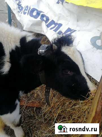 Телка 9 мес Малоярославец - изображение 1