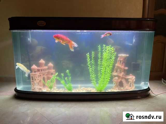 Аквариум Грозный - изображение 1