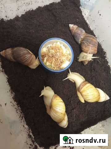 Улитки Новосибирск - изображение 1