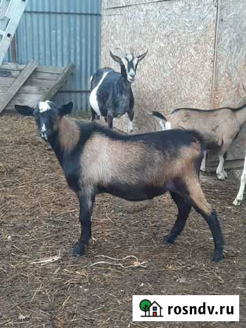 Козлы продажа покрытие Куровское - изображение 1