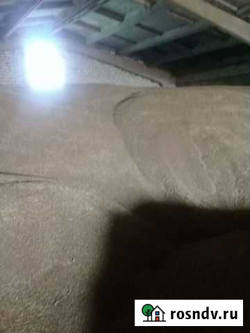 Пшеница Средняя Елюзань - изображение 1