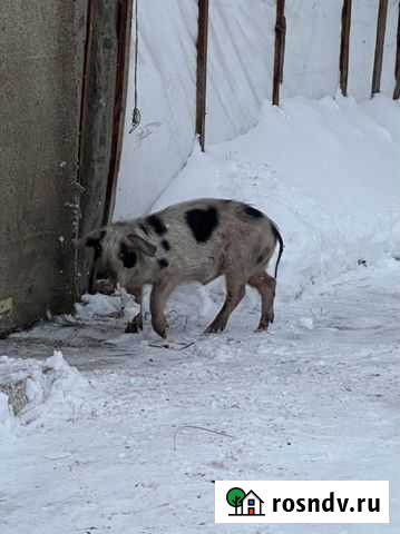 Боровок продам Кемерово - изображение 1