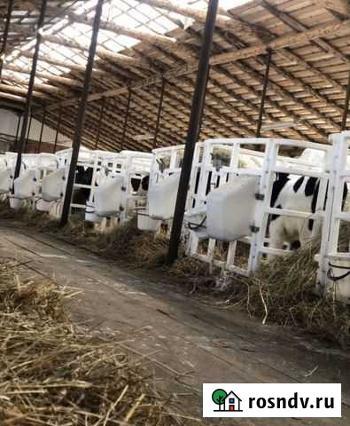 Бычки Белебей - изображение 1