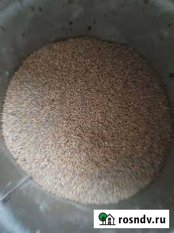 Комбикорм для кур несушек Вятские Поляны - изображение 1