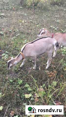 Козочка от ч/п альпийки, домашние яйц Миасс - изображение 1