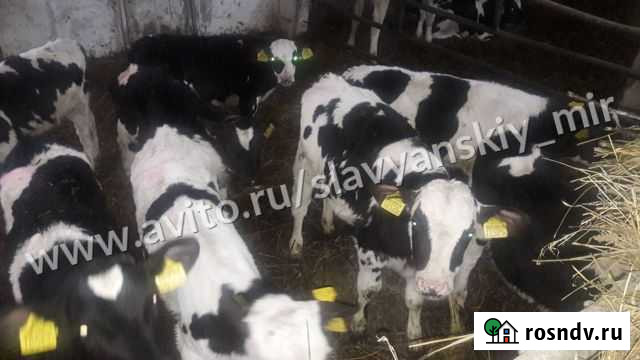 Бычки телята выпоенные Кавказская - изображение 1