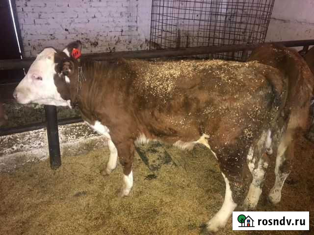 Продаются бычки Архангельская - изображение 1
