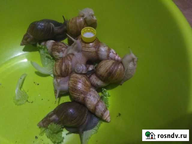 Улитки ахатины бесплатно Екатеринбург - изображение 1