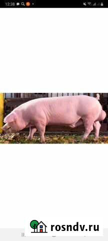 Кастрация поросят и хряков от 1 до 500кг Михайловка - изображение 1