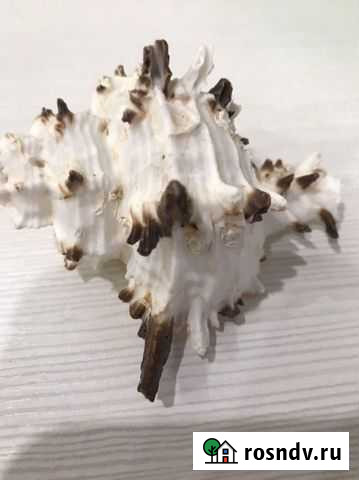 Ракушки морские Киров - изображение 1