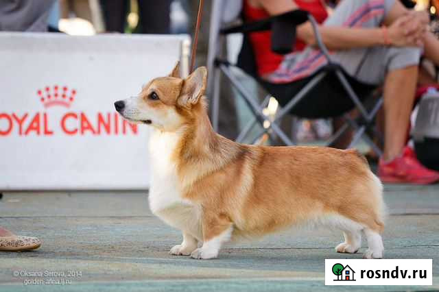 Уход за шерстью животных Иваново - изображение 1