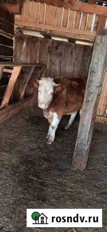 Телки стельные Курагино - изображение 1