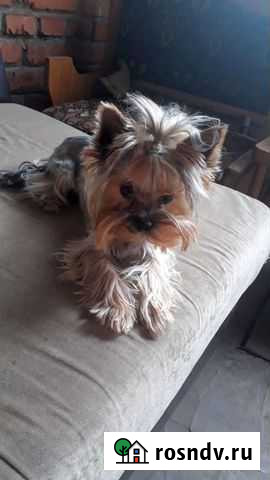 Йоркширский терьер мини- вязка Курск - изображение 1