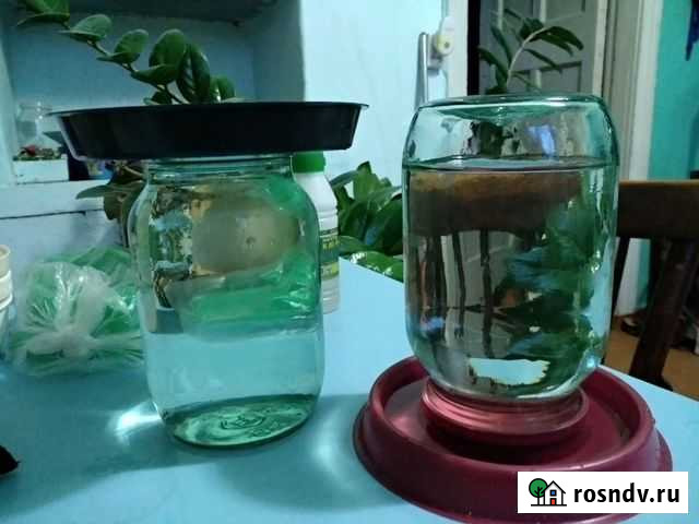 Поилка для птиц Нижний Тагил - изображение 1