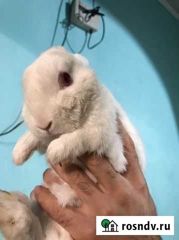 Вязка с девочкой Ростов-на-Дону - изображение 1