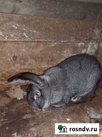 Кролики серый великан Малоярославец - изображение 1